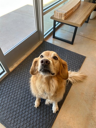 Koda sitting so perfect 