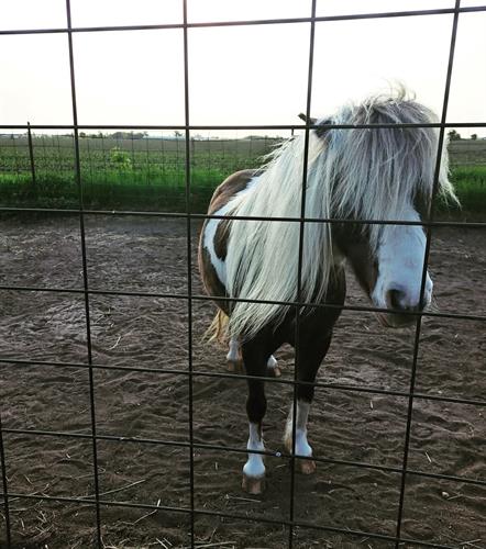 Skye, our Shetland Pony
