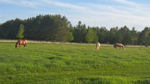 Our Healing Herd: Heza, Trigger & Deena