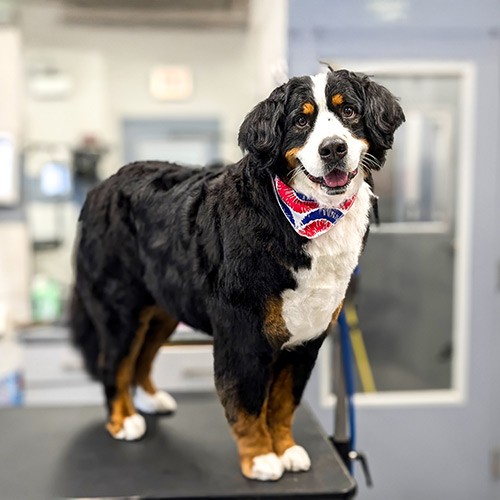 High-Quality Dog Grooming Seven Days per Week