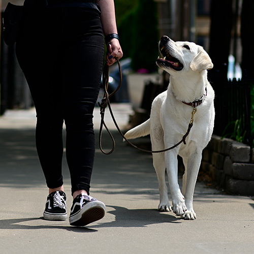 Positive Reinforcement Training Including Leash Walking, and Private Lessons at Your Home