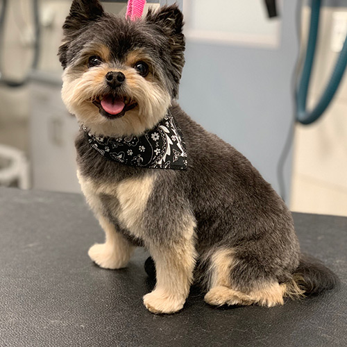 Grooming Seven Days per Week - Drop off at your appointment time