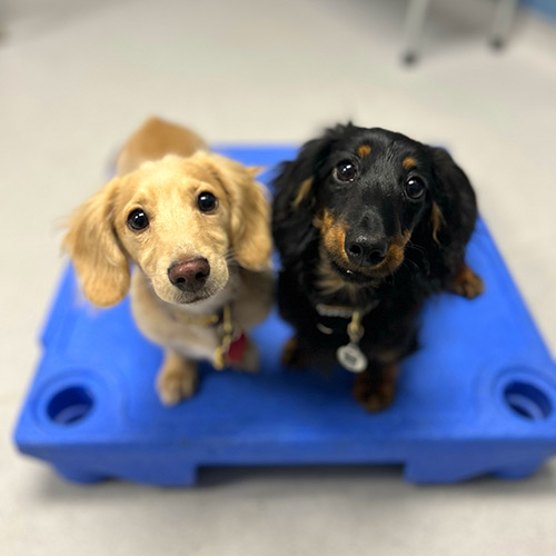 Weekly puppy socials
