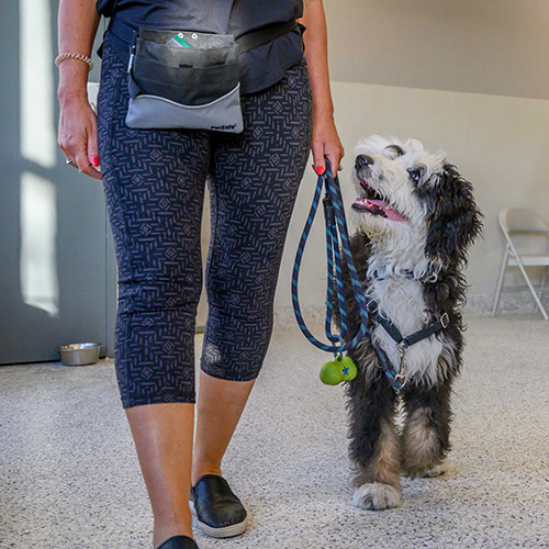 Adult dog and puppy training classes