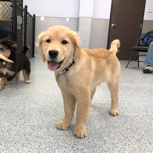 Numerous options for puppy training