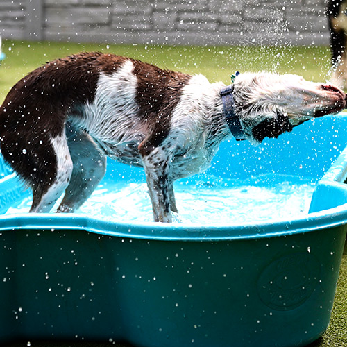 Dog Playing in the Pools During Daycare and Boarding
