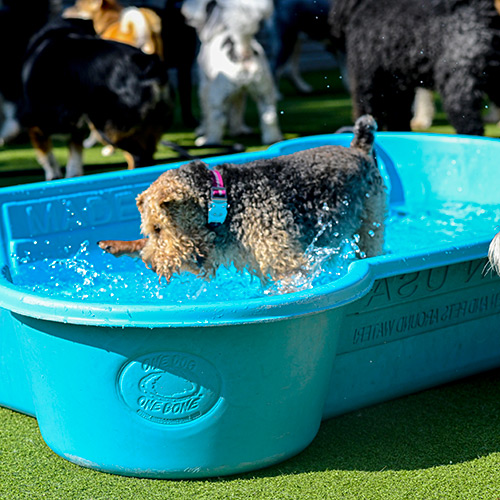 Dog Playing in the Pools During Daycare and Boarding