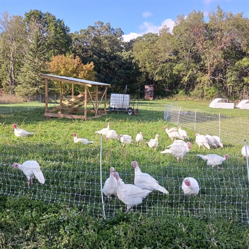 Gallery Image Cox_Hill_Farm_2.jpg