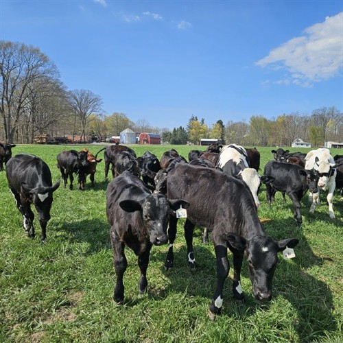 Gallery Image Kaminski_Farms_2.jpg