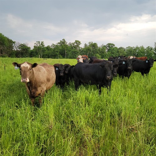 Gallery Image Lutz_Family_Farms_8.jpg