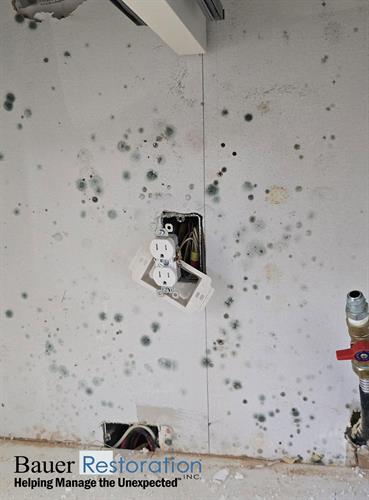 Gallery Image Mold.jpg Gallery Image Mold.jpg