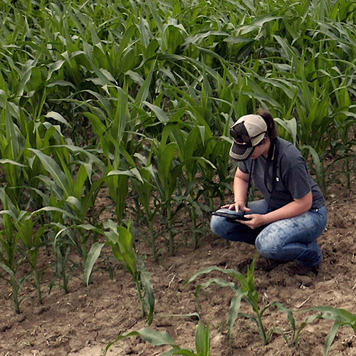 Technology & Crop Scouting