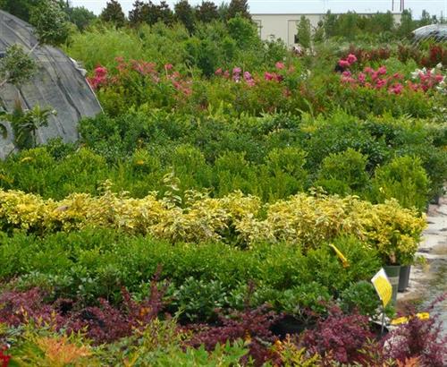Largest selection of shrubs in the metroplex