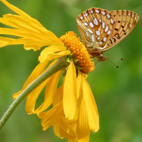 "Sneezeweed and Mormon Fritillary" taken along the Beckwith Pass Trail. By Neal Bringe