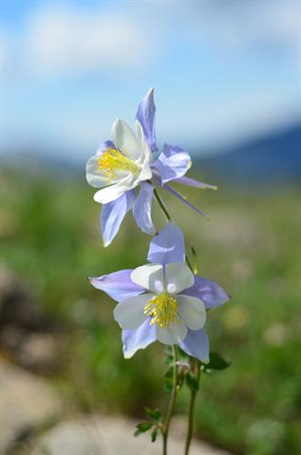 The Rocky Mountain Columbine is Colorado's State Flower!
