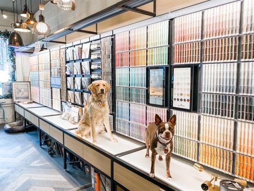 Shop dogs + color!