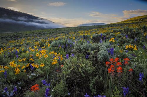 Gallery Image mountain-magic-cb-wildflower-festival-scenic_collection_-_photo_by_Lydia_Stern_-109.jpg