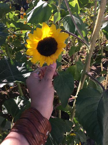 Beautiful Sunflower :)
