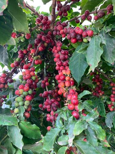 Our coffee cherries!