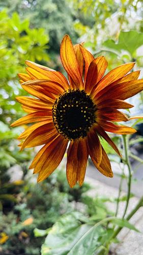 Sunflower - Photography