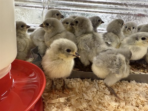 Seasonal Baby Chicks 
