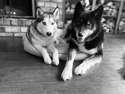 Honeybear Painting mascots- Ash and Ana