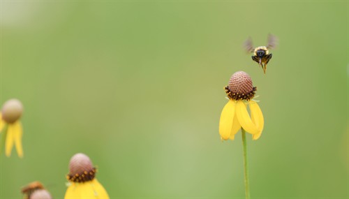 Gallery Image Farm_Foundation_Campus_Whats_Growing-10.jpg