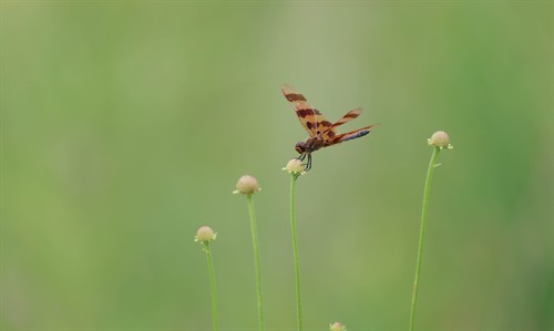 Gallery Image Farm_Foundation_Campus_Whats_Growing-11(1).jpg