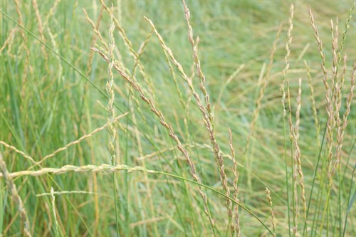 Gallery Image Farm_Foundation_Campus_Whats_Growing-14.jpg