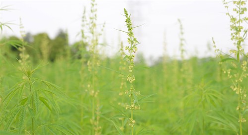Gallery Image Farm_Foundation_Campus_Whats_Growing-16(1).jpg