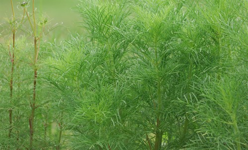 Gallery Image Farm_Foundation_Campus_Whats_Growing-3(1).jpg