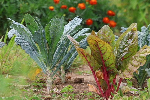 Gallery Image Farm_Foundation_Campus_Whats_Growing-5(1).jpg