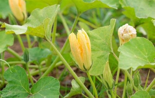 Gallery Image Farm_Foundation_Campus_Whats_Growing-6(1).jpg