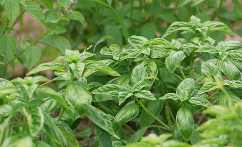 Gallery Image Farm_Foundation_Campus_Whats_Growing-7(1).jpg