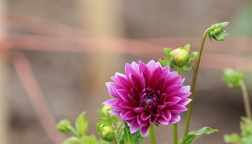Gallery Image Farm_Foundation_Campus_Whats_Growing-8(1).jpg