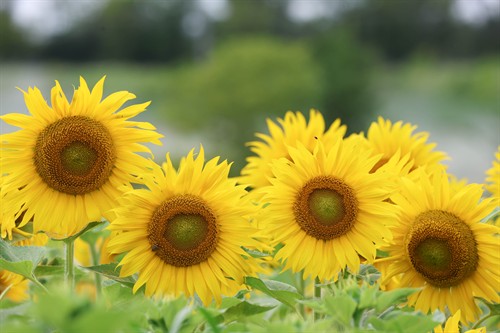 Gallery Image Farm_Foundation_Campus_Whats_Growing-9(1).jpg