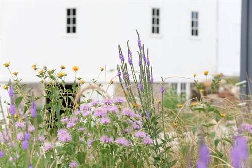 Gallery Image Farm_Foundation_Campus_Whats_Growing.jpg