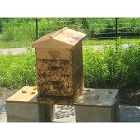 Live Honey Bee Exhibit Opens at Kohl Children’s Museum