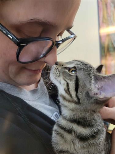 Interact with the friendly, adoptable kitties