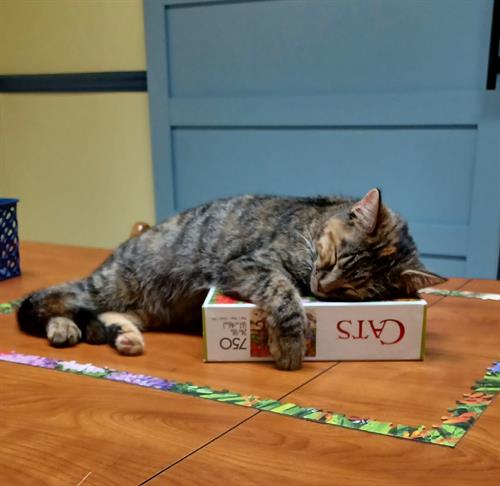 Gallery Image Summer_sleeping(1).jpg