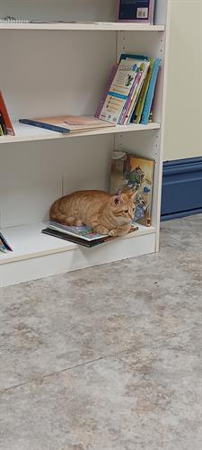 Preparing for weekly Storytime with Cats