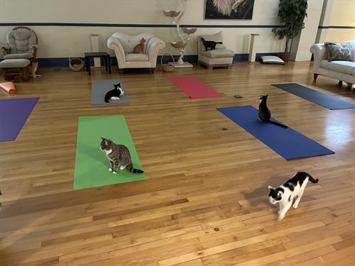 Preparing for monthly Yoga with Cats