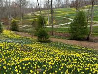 VOTE for Daffodil Festival at Gibbs Gardens 2025's Best Flower Festival!