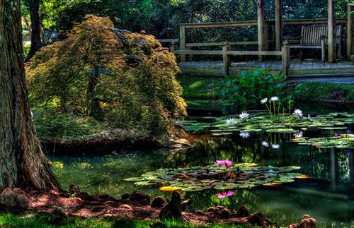 Waterlily Gardens