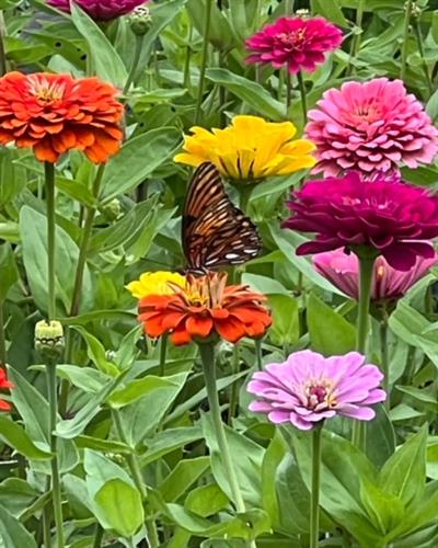 Gallery Image web_zinnias_and_butterfly.jpg