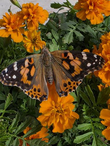 Gallery Image 20250328_151429.jpg