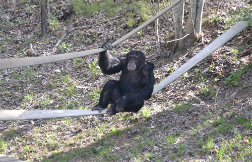 Oscar hanging out in the habitat Oscar hanging out in the habitat