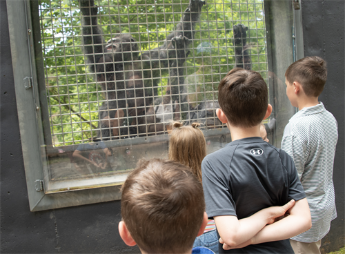learning all about the chimps on a tour learning all about the chimps on a tour