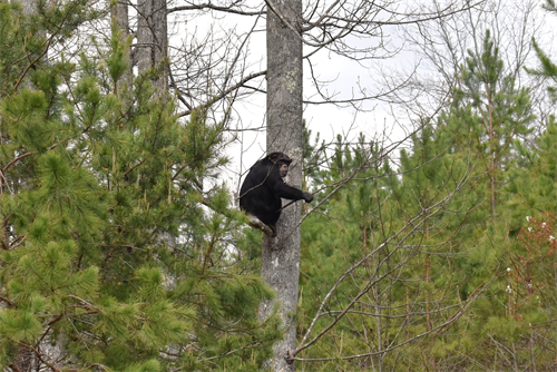 Buttercup checking things out from above Buttercup checking things out from above