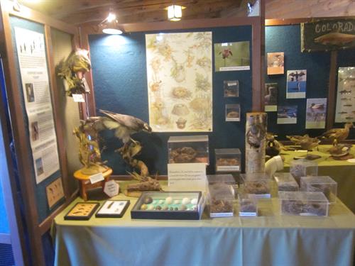 Exhibits at Evergreen Nature Center
